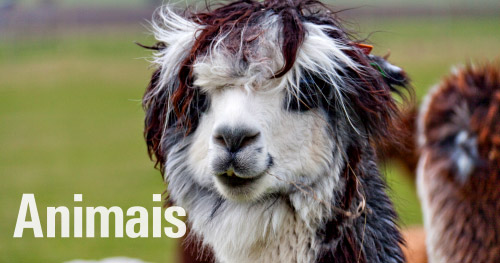 Banco de imagens de animais para calendários de parede personalizados