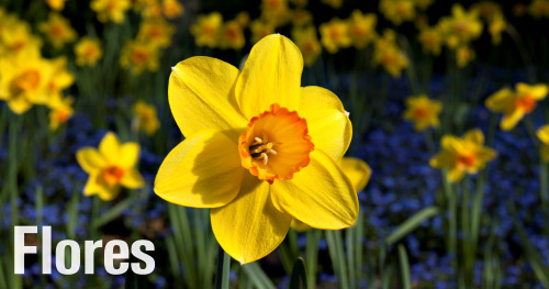Banco de imagens de flores para calendários de parede personalizados